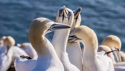 爱游戏体育-双内腰层层递进撕裂防线